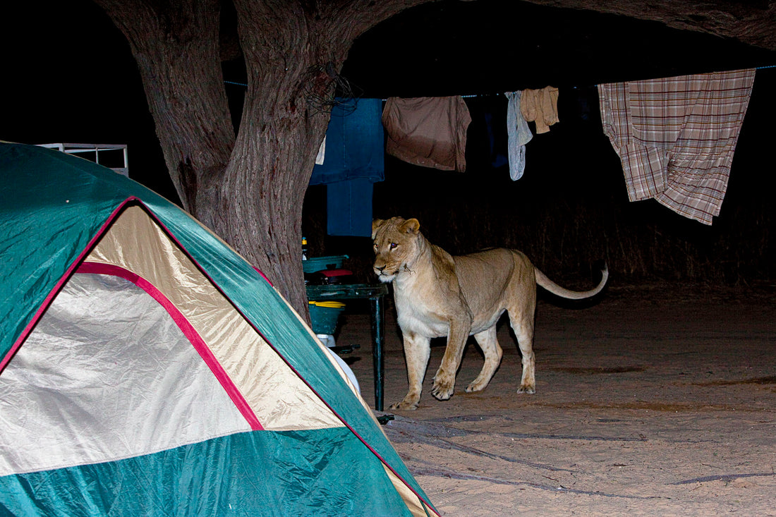 Kalahari mattress thief