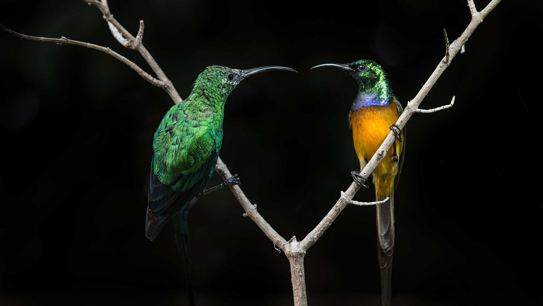 How to photograph birds in your garden