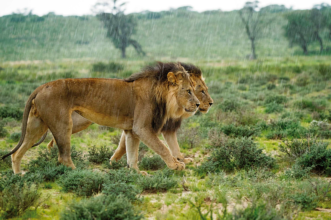 What is the best time of year to visit the Kgalagadi?