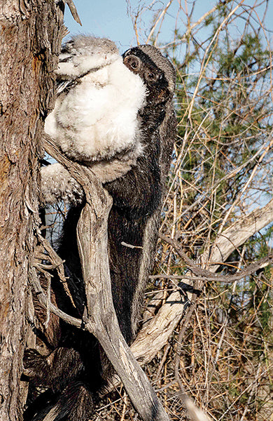 The honey badger thief