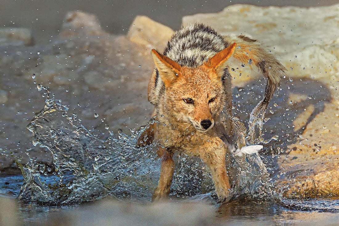 Waterhole Chaos