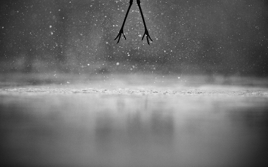 Sugar-Free Wildlife Photography