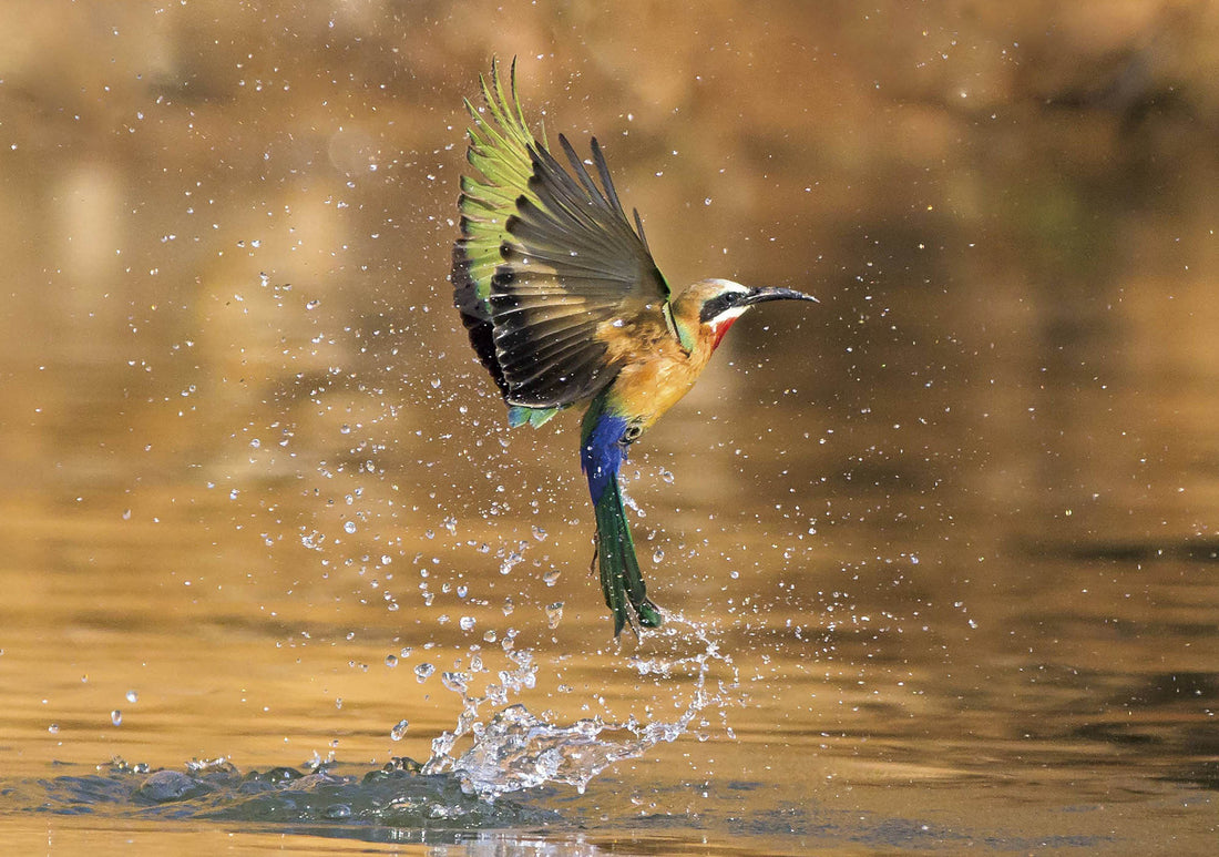 A bird book with a difference