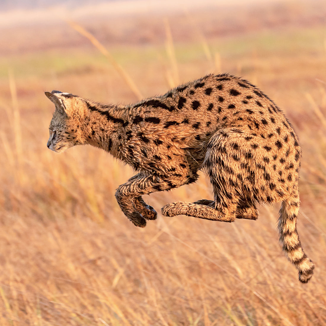 Small-time hunting in Kafue National Park