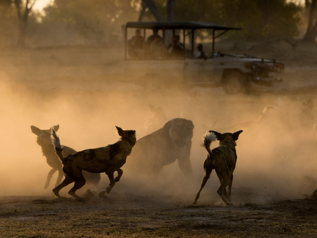 Melonie Eva's "The Great Lion and African Wild Dog Show-Down"