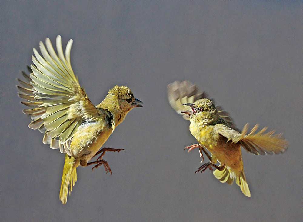 Wildlife studies in the garden