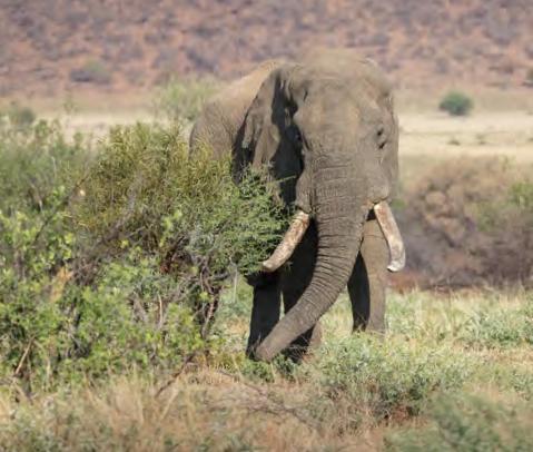 Amarula and his friends