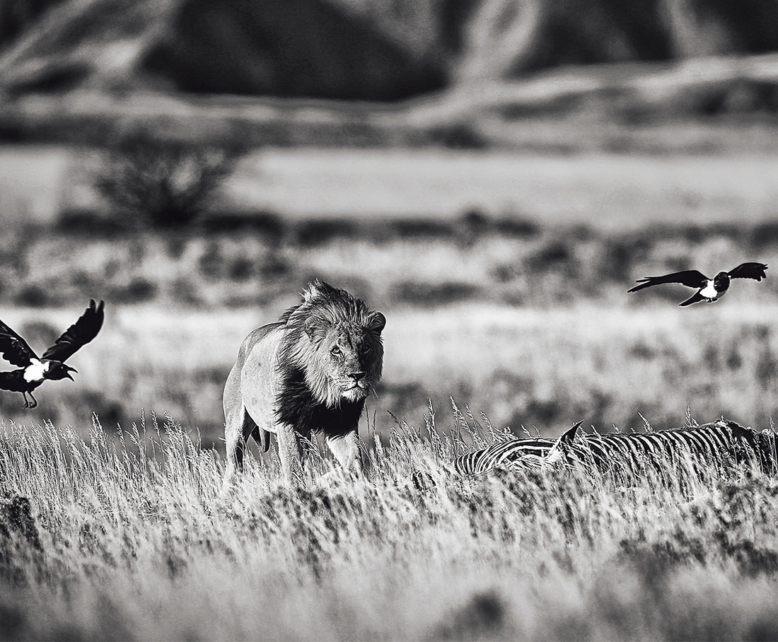 Predation in the Namib