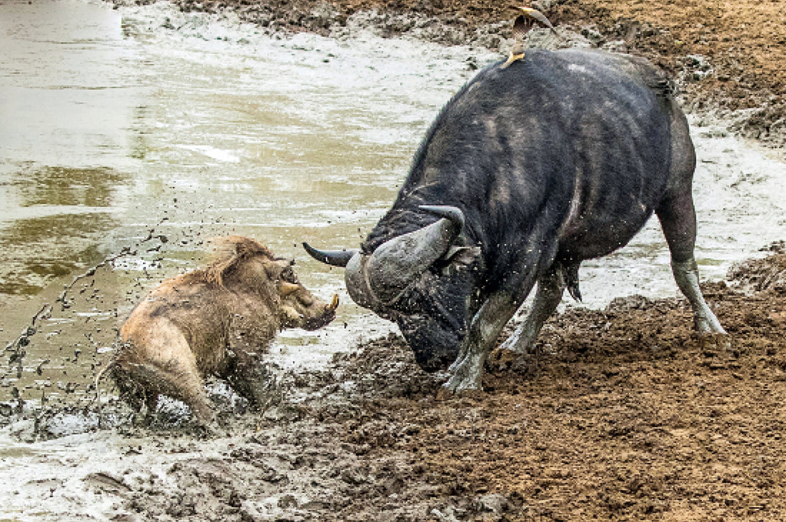 The Jack Russell of the Kruger