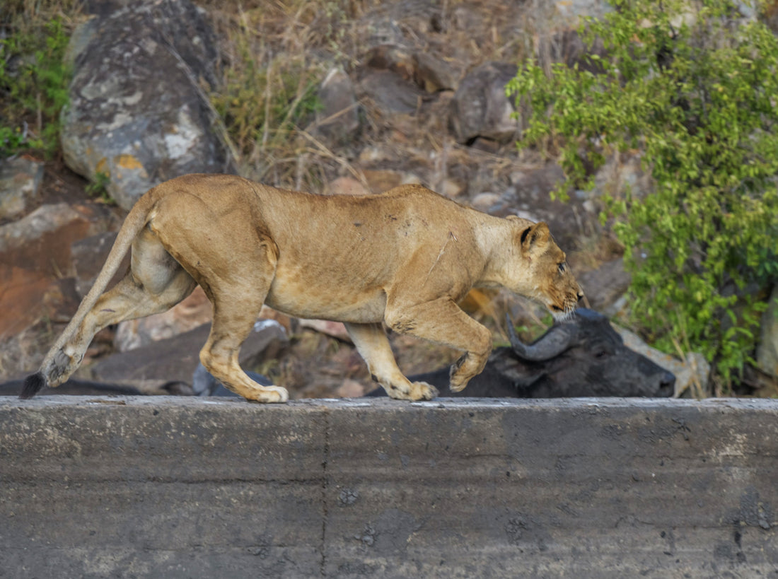 High Noon at Klopperfontein (by Hennie Blignaut)