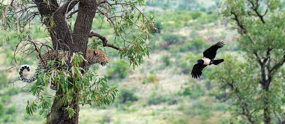 Famous Leopards of Pilanesberg