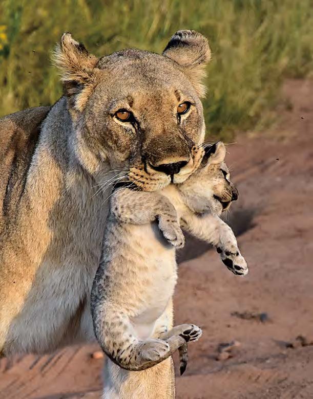 Lioness and cubs