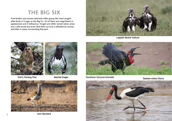 Kruger Birds - Revised Edition