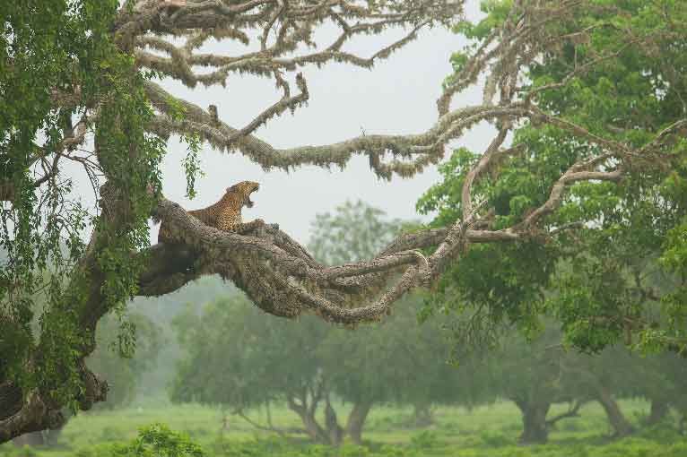 Remembering Leopards