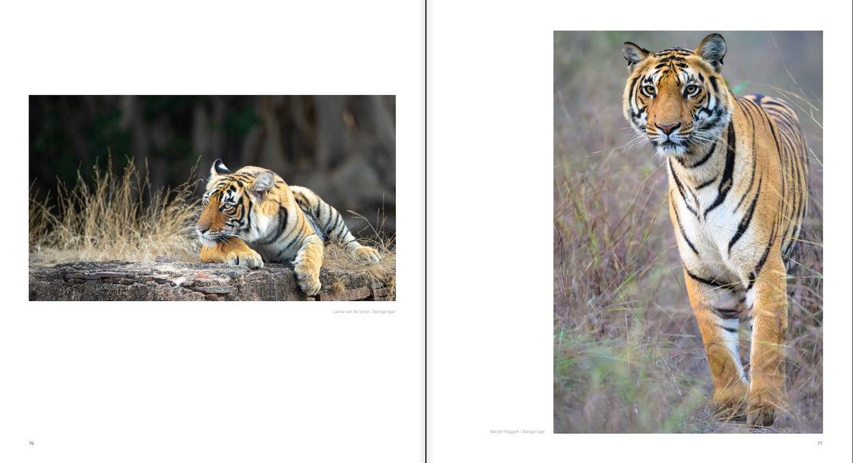 Remembering Tigers - HPH Publishing South Africa
