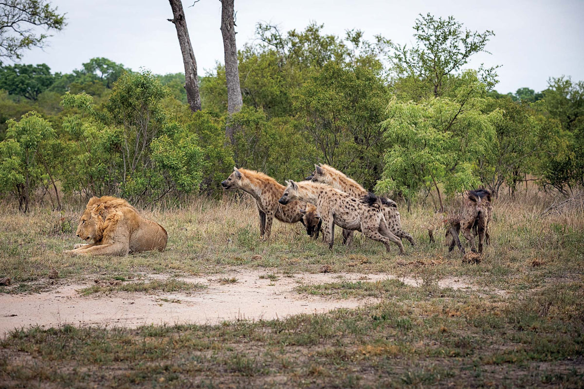 Photo Safari – Kruger - HPH Publishing South Africa