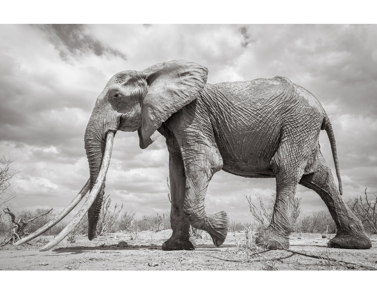 Land of Giants - HPH Publishing South Africa