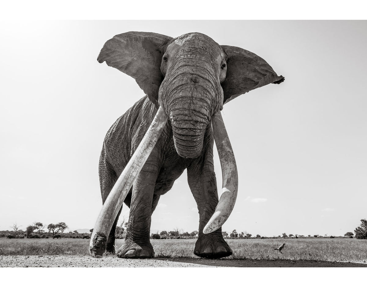 Land of Giants - HPH Publishing South Africa