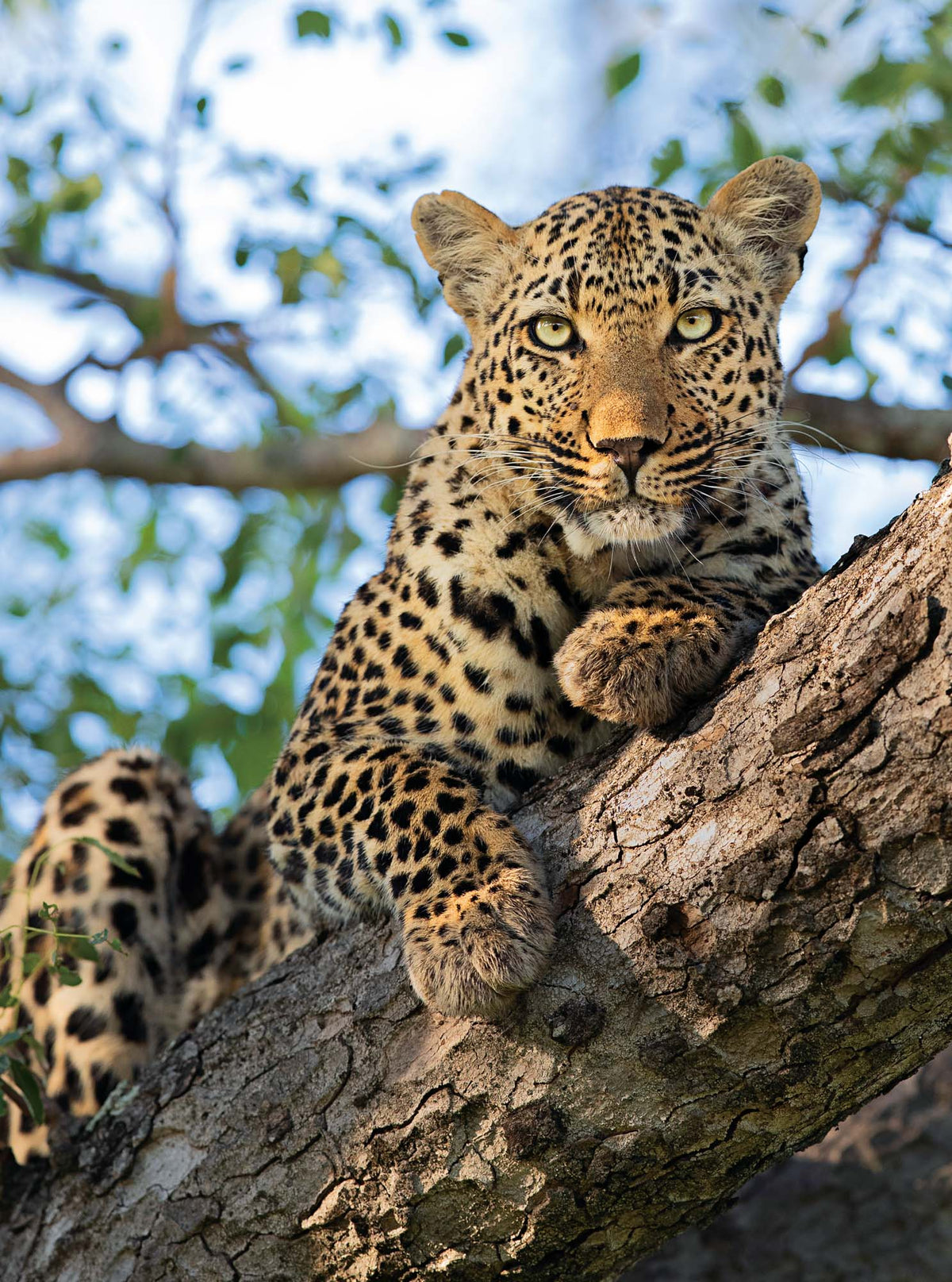 Photo Safari – Kruger - HPH Publishing South Africa