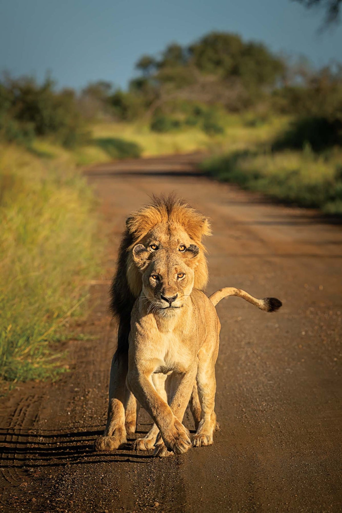 Photo Safari – Kruger - HPH Publishing South Africa