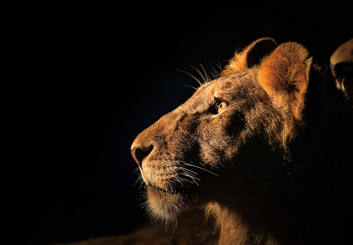 Photo Safari – Kruger - HPH Publishing South Africa