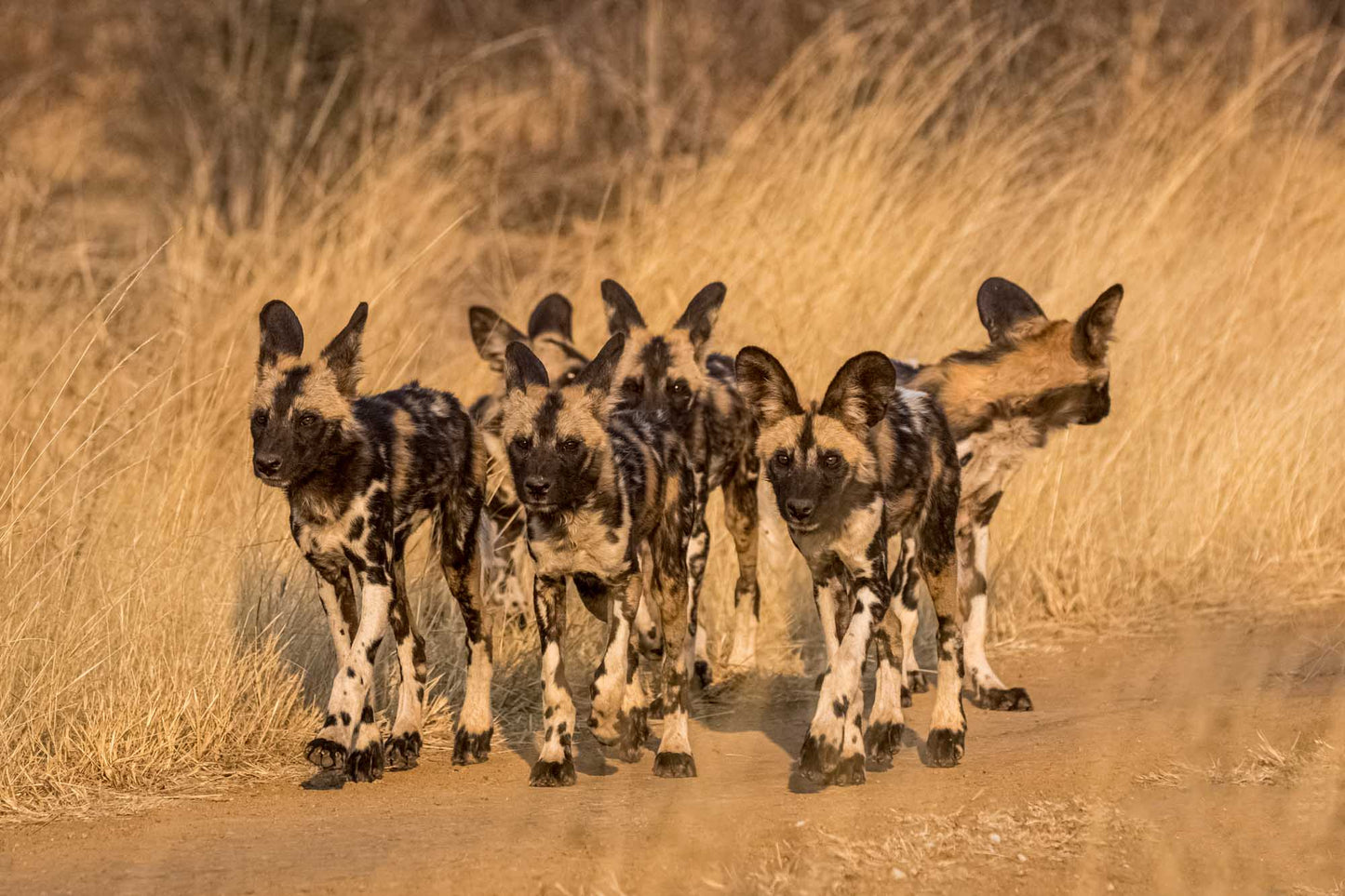 Remembering African Wild Dogs