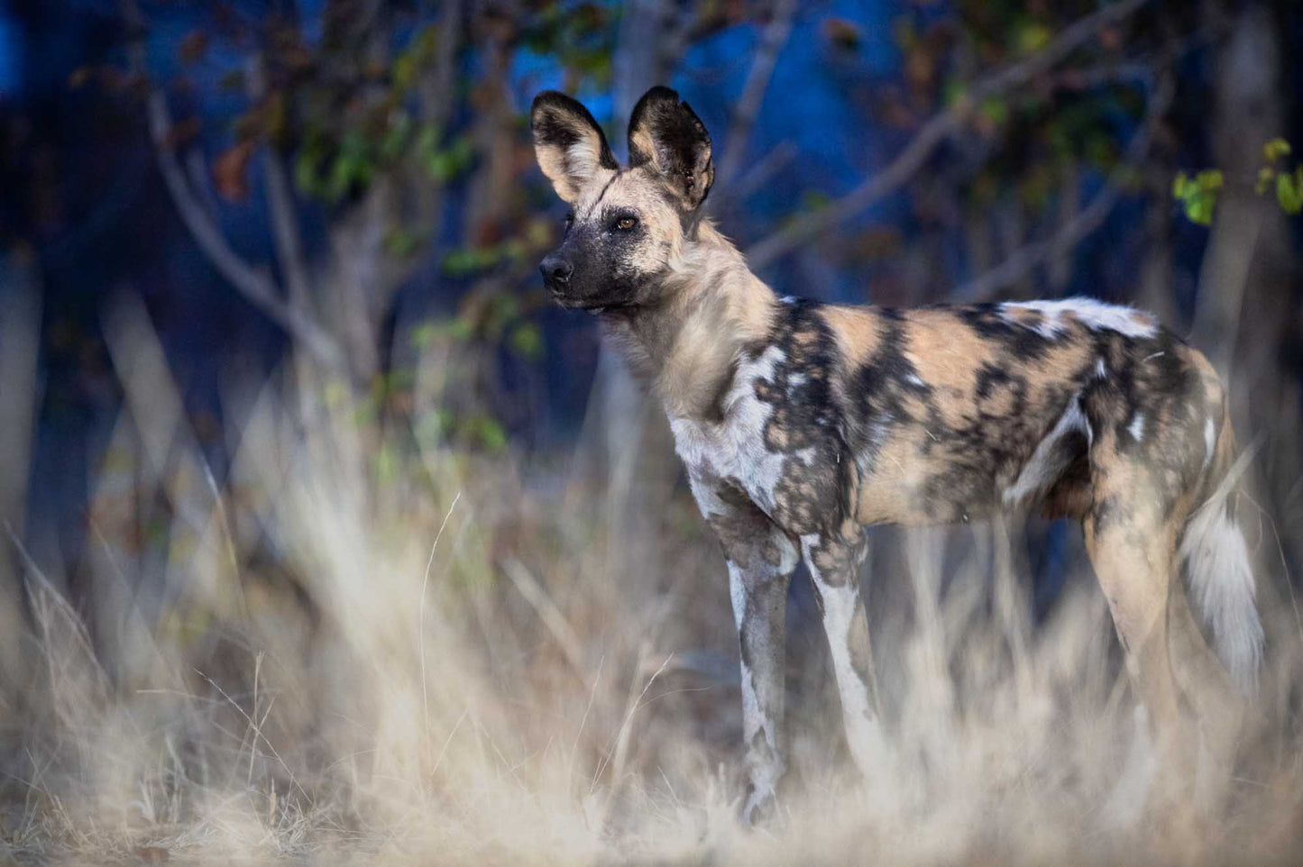Remembering African Wild Dogs