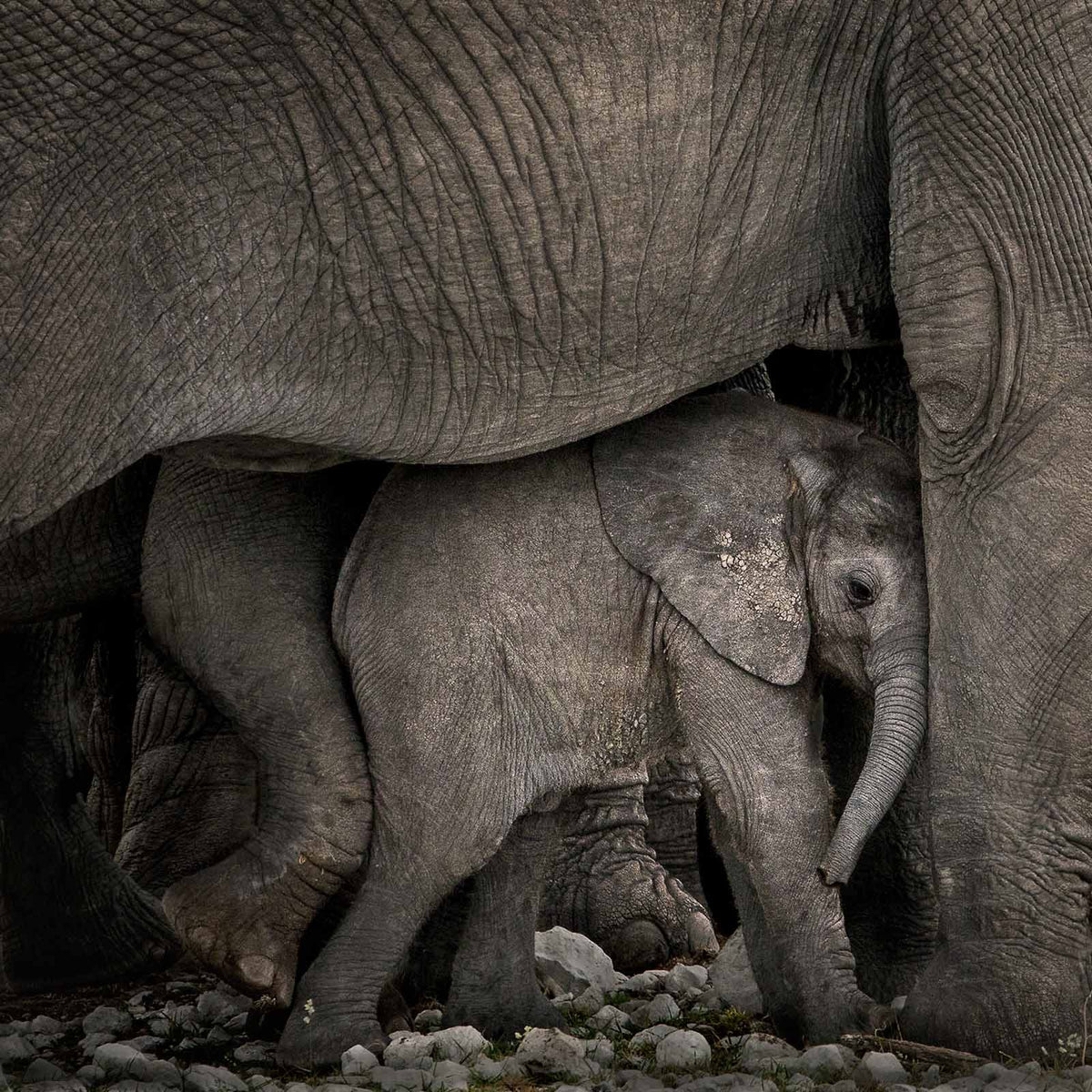 Remembering Elephants - HPH Publishing South Africa