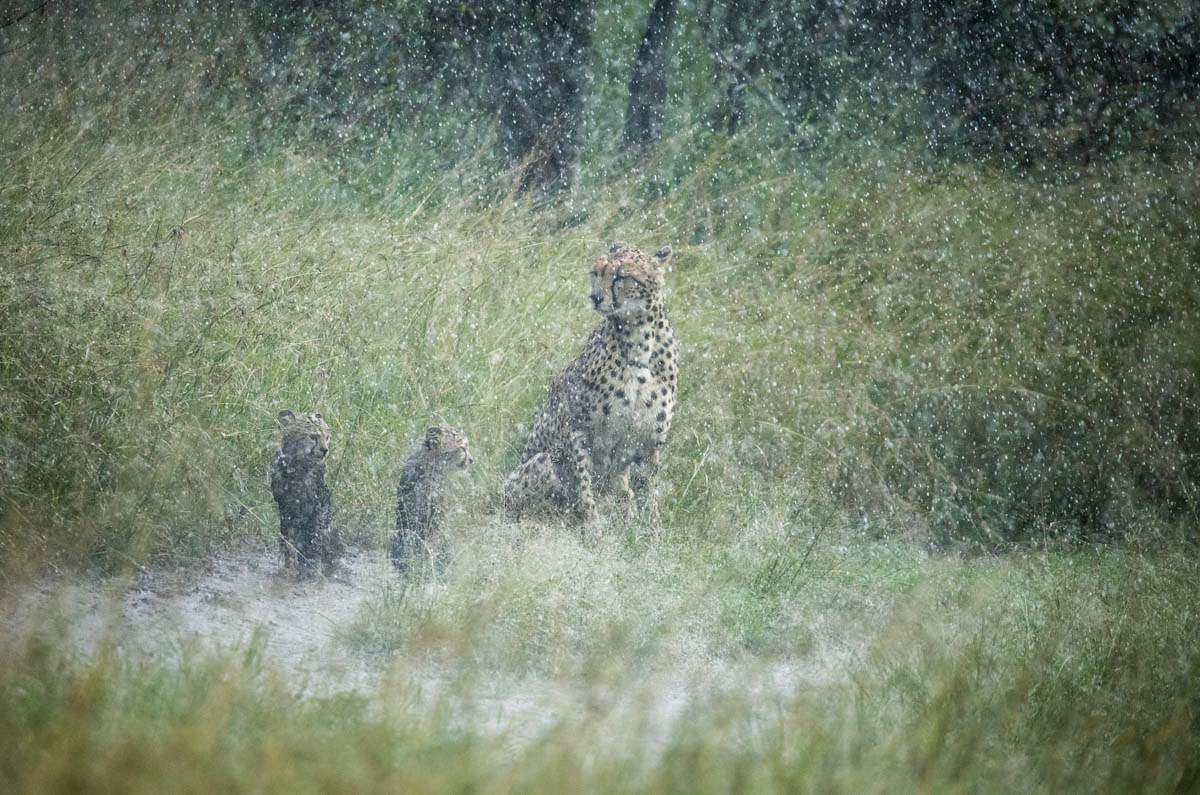Remembering Cheetahs - HPH Publishing South Africa