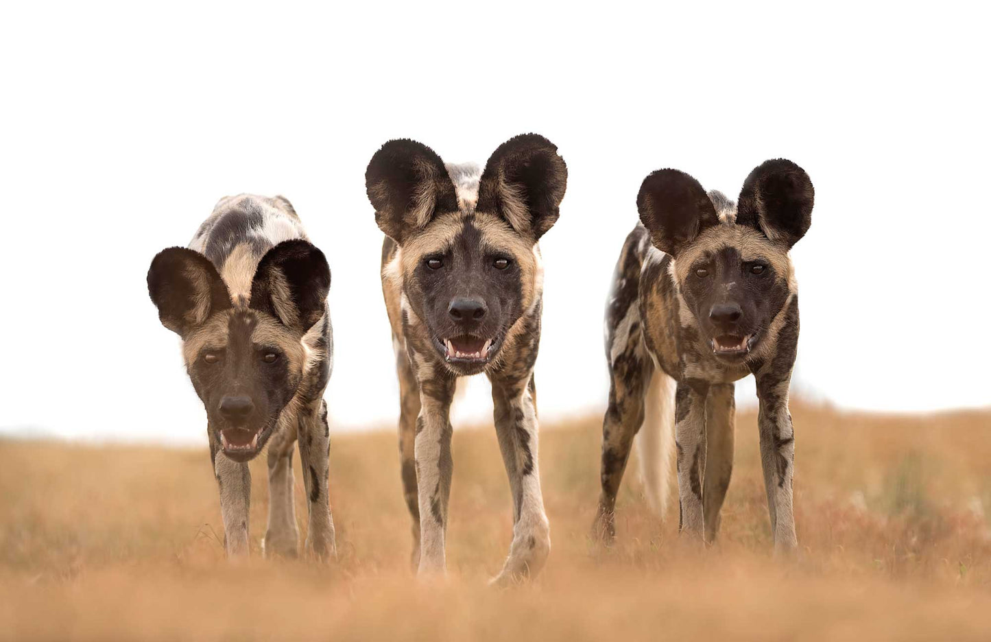 Remembering African Wild Dogs