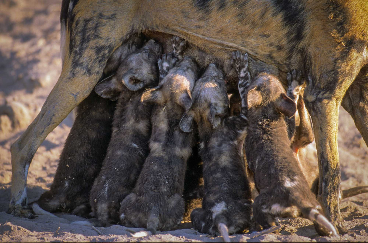 Remembering African Wild Dogs