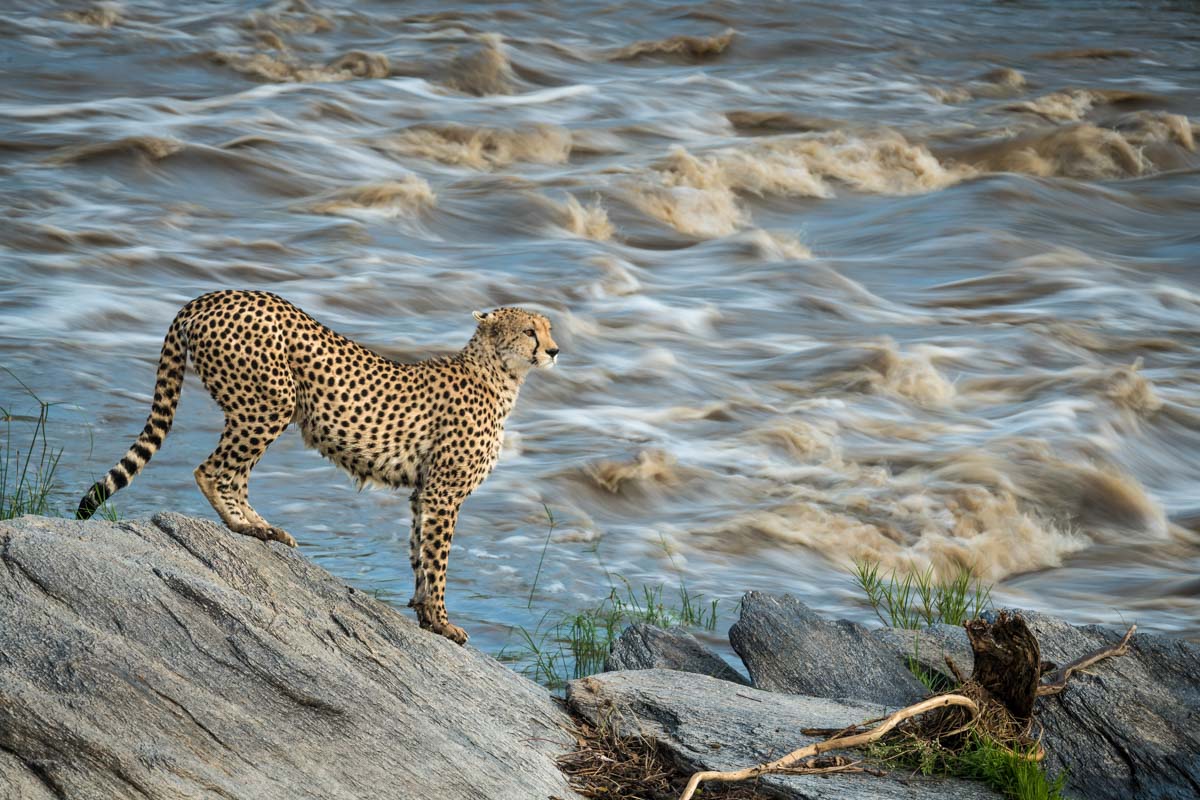 Remembering Cheetahs - HPH Publishing South Africa
