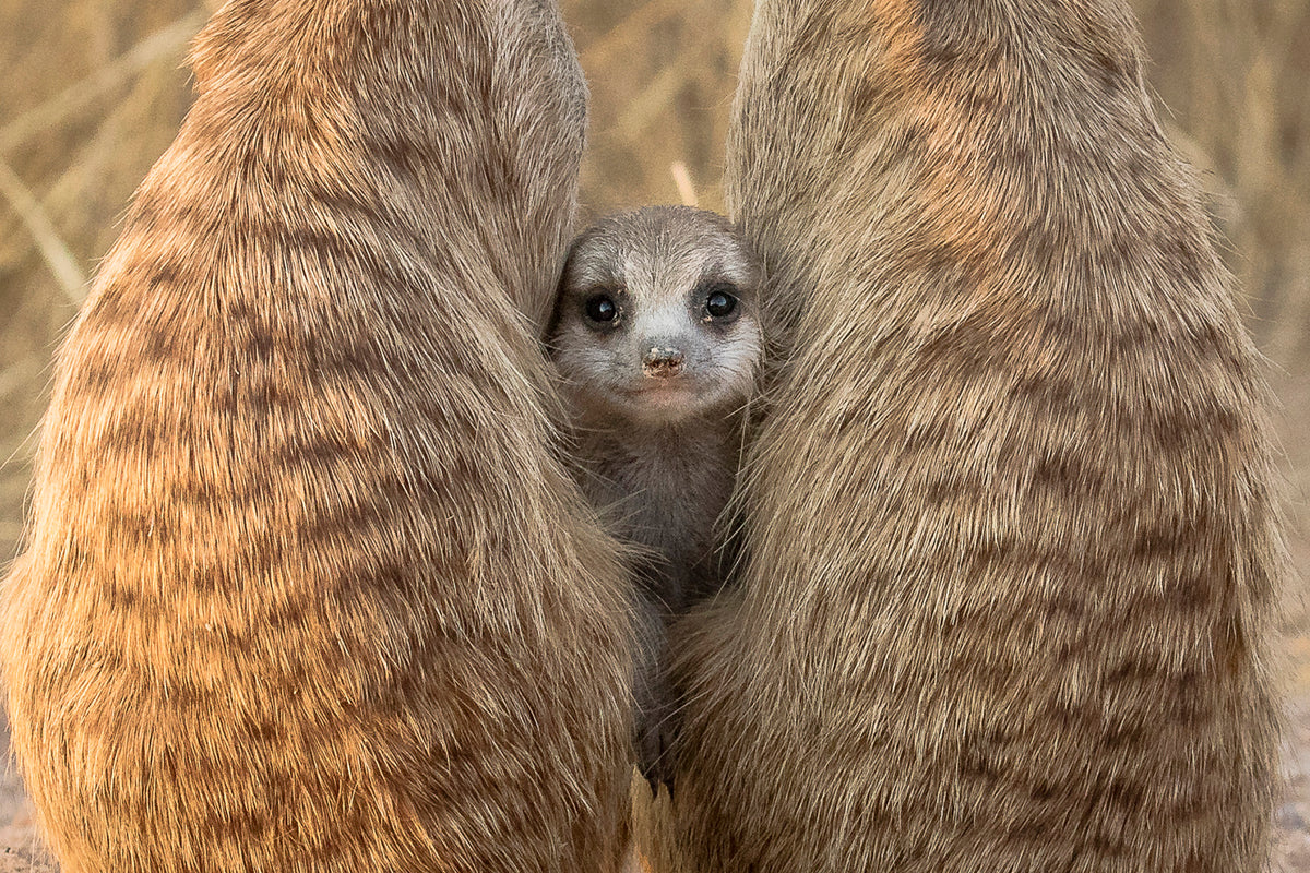 Photo Tales - HPH Publishing South Africa