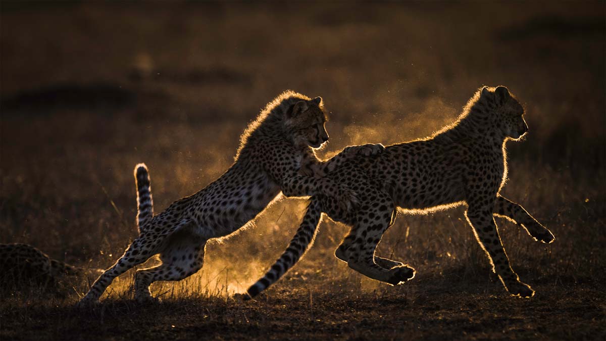 Remembering Cheetahs - HPH Publishing South Africa