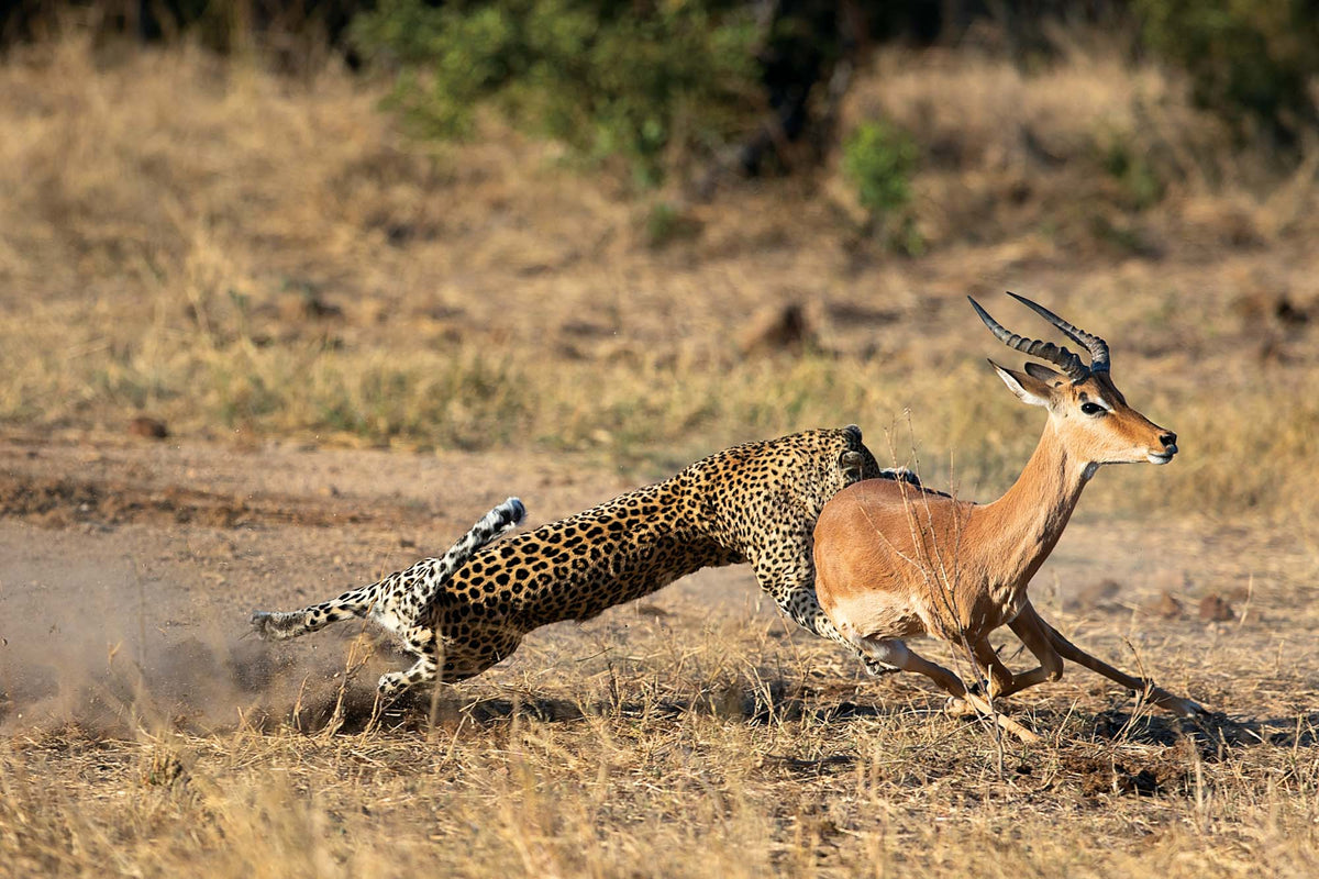 Photo Safari – Kruger - HPH Publishing South Africa