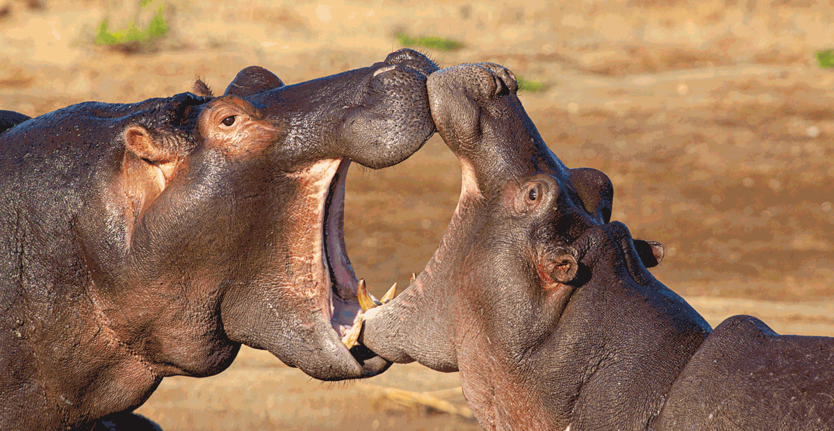 Kruger Roetes – Afrikaans - HPH Publishing South Africa