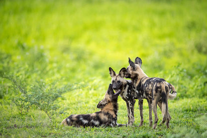 Remembering African Wild Dogs