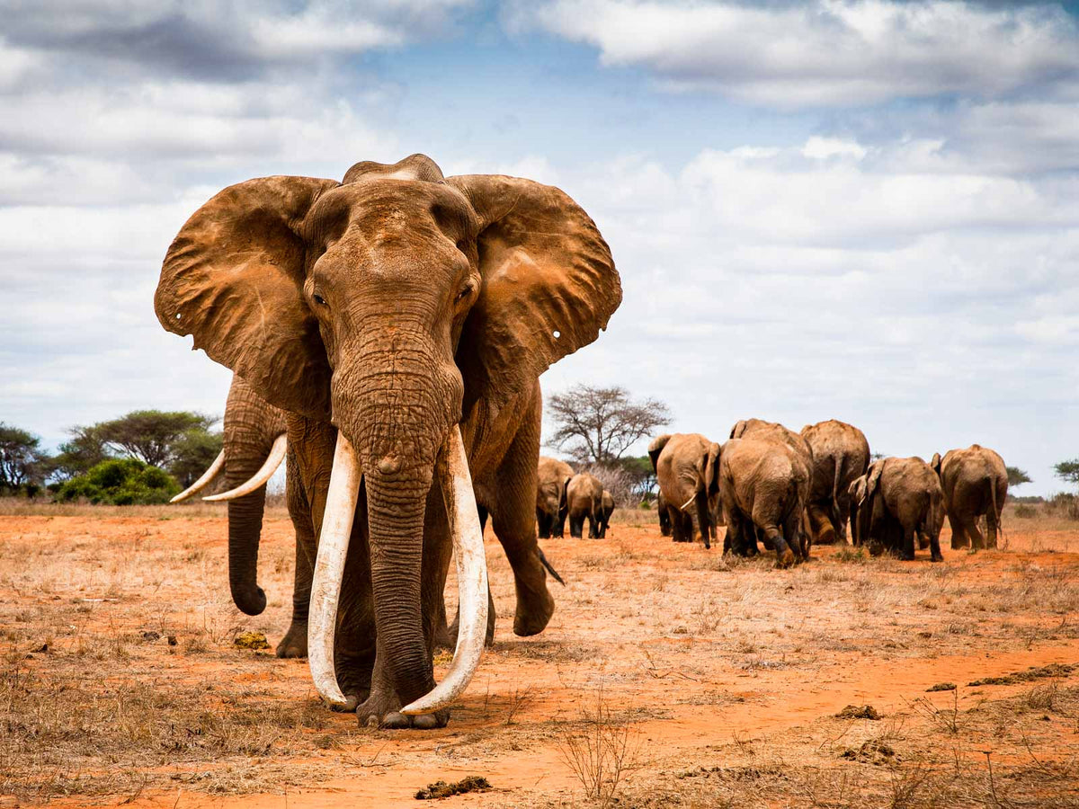 Remembering Elephants - HPH Publishing South Africa