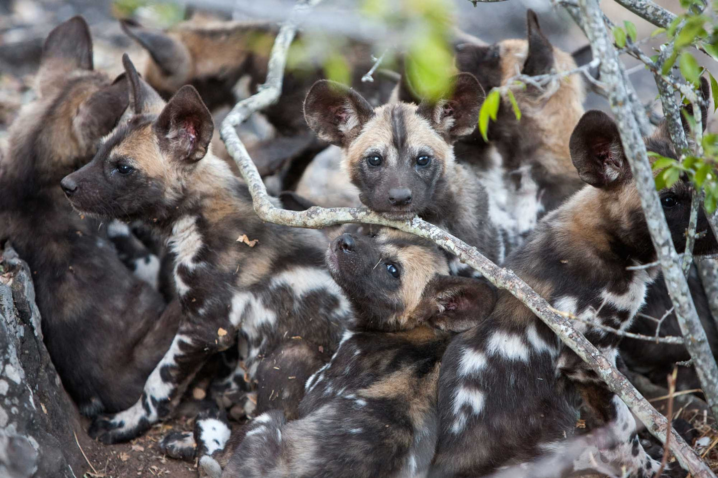 Remembering African Wild Dogs