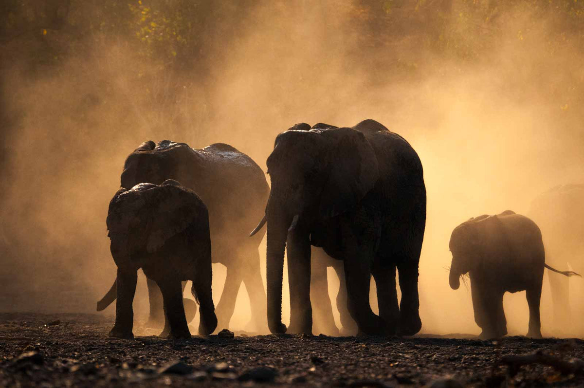 Remembering Elephants - HPH Publishing South Africa