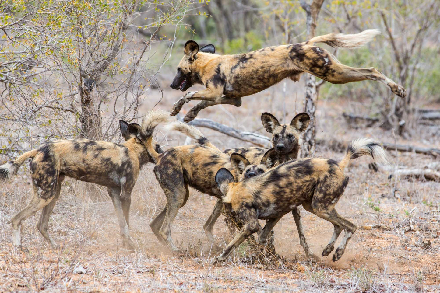Remembering African Wild Dogs