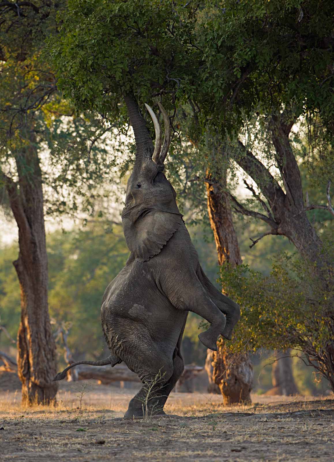 Remembering Elephants - HPH Publishing South Africa