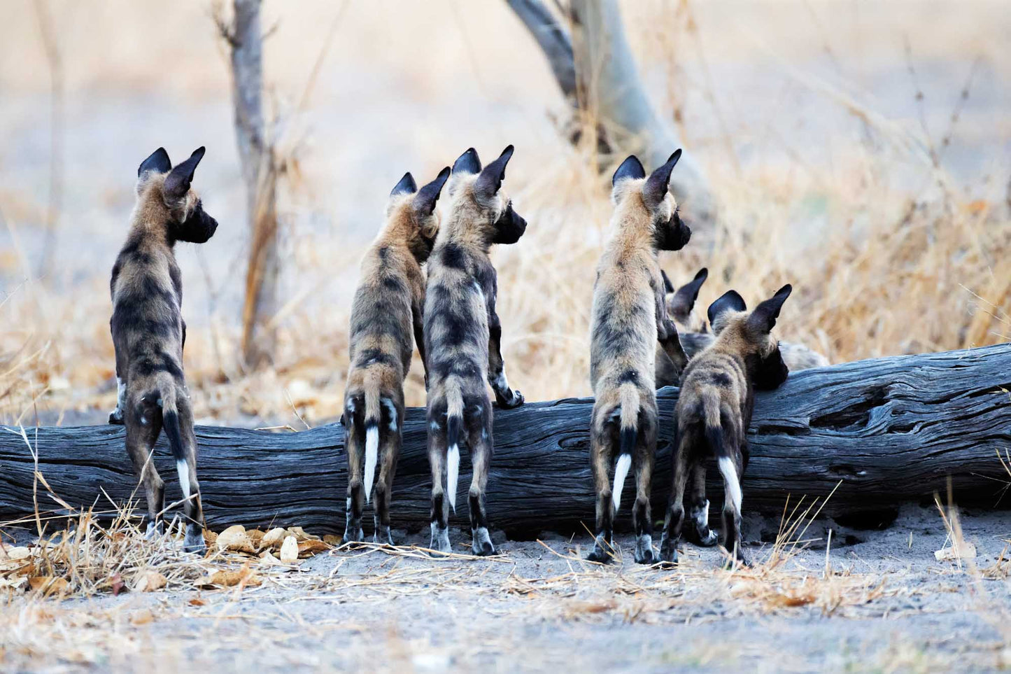 Remembering African Wild Dogs