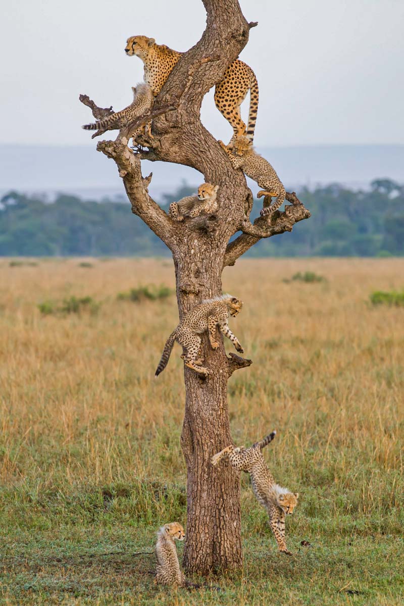 Remembering Cheetahs - HPH Publishing South Africa