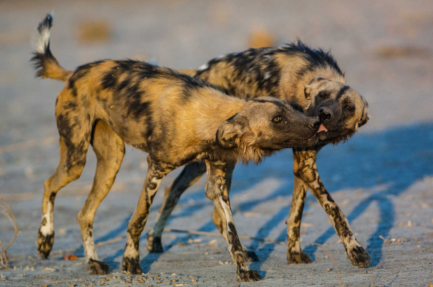 Remembering African Wild Dogs