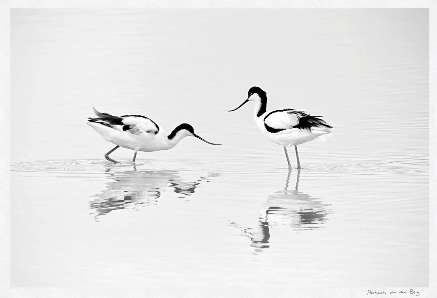 Black and White Bird Fine Art Print - HPH Publishing South Africa