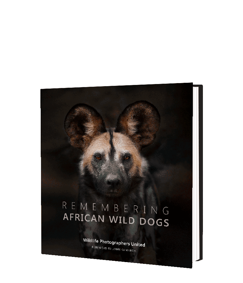 Remembering African Wild Dogs