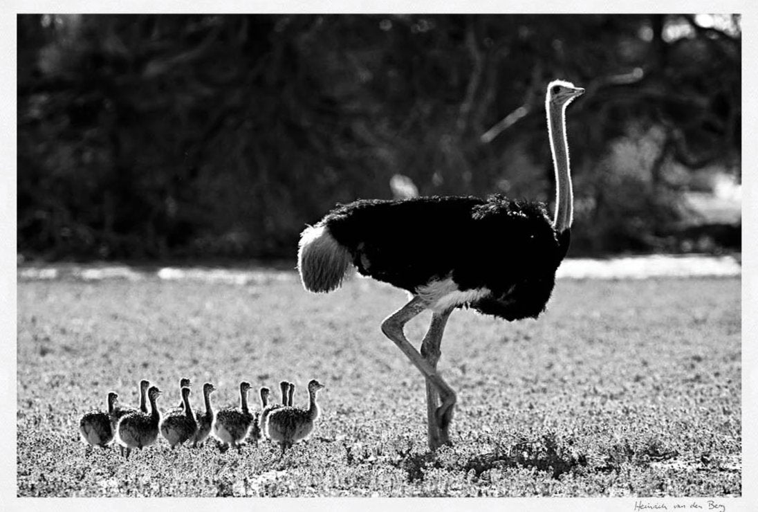 Ostrich with Young Limited Edition Fine Art Print - HPH Publishing South Africa