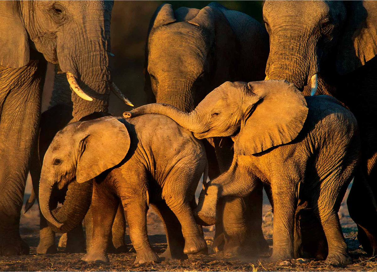 Remembering Elephants - HPH Publishing South Africa