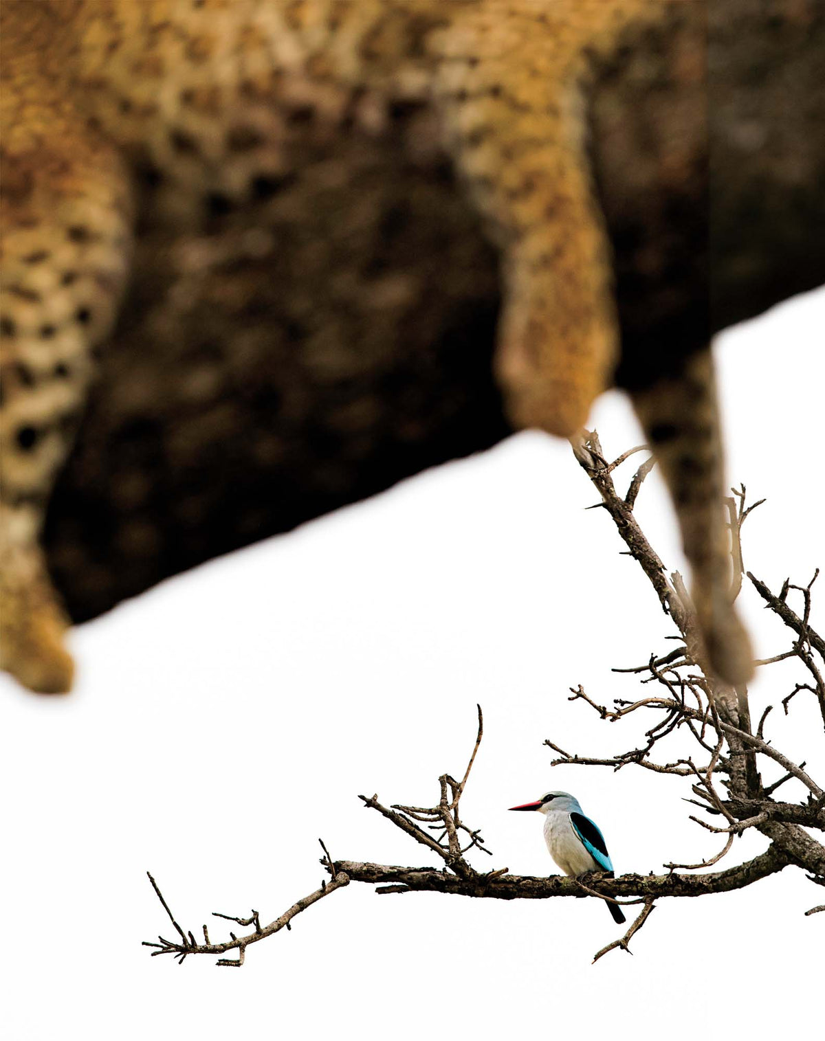 Photo Safari – Kruger - HPH Publishing South Africa